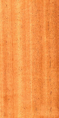 African Mahogany